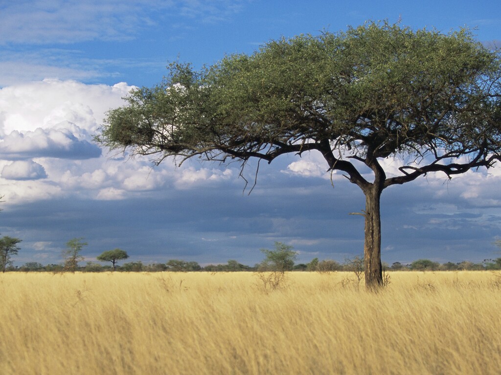 Kenya Safari and Beach Adventure